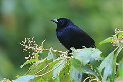 Melodious Blackbird